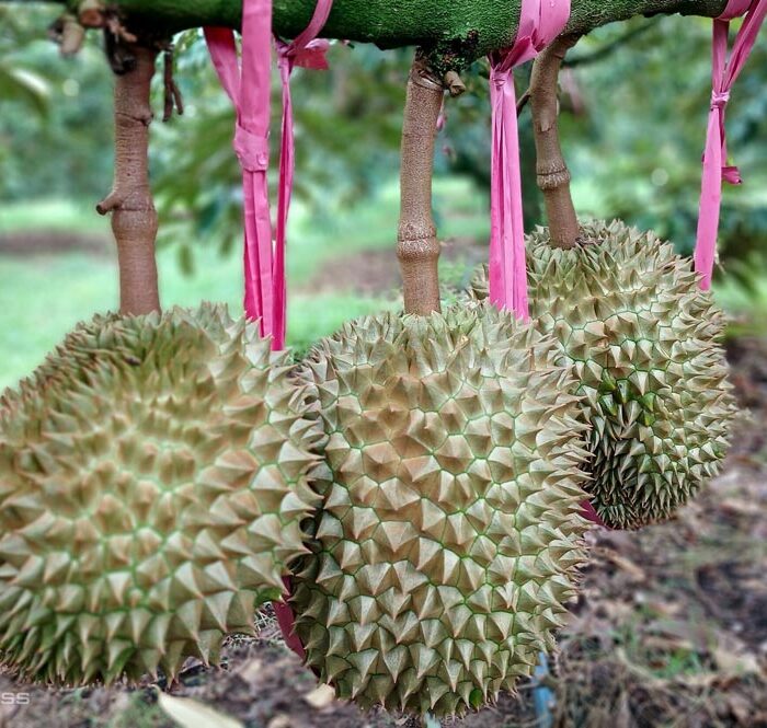 Sầu riêng Monthong tại vườn của Công ty cổ phần Hoàng Anh Gia Lai. Ảnh: Thi Hà