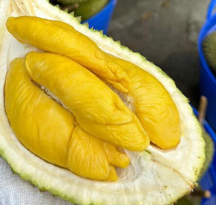 Musang King ở nhà vườn Cần Thơ. (Ảnh: Hội mua bán sầu riêng).