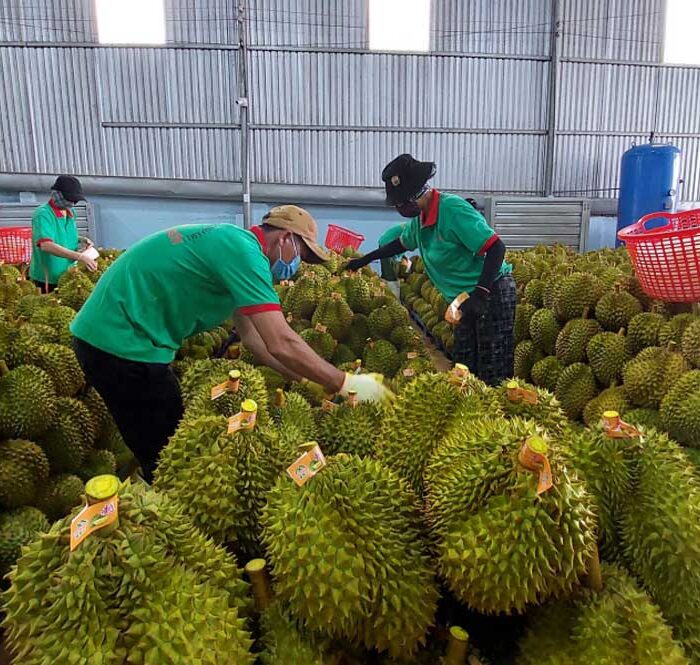 Nhân viên kiểm tra sầu riêng tại kho để chuẩn bị xuất khẩu. Ảnh: Linh Đan