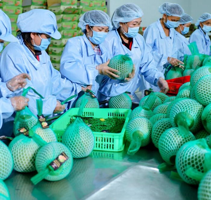 Bưởi được đóng gói và kiểm tra trước khi xuất khẩu. Ảnh: Vina T&T