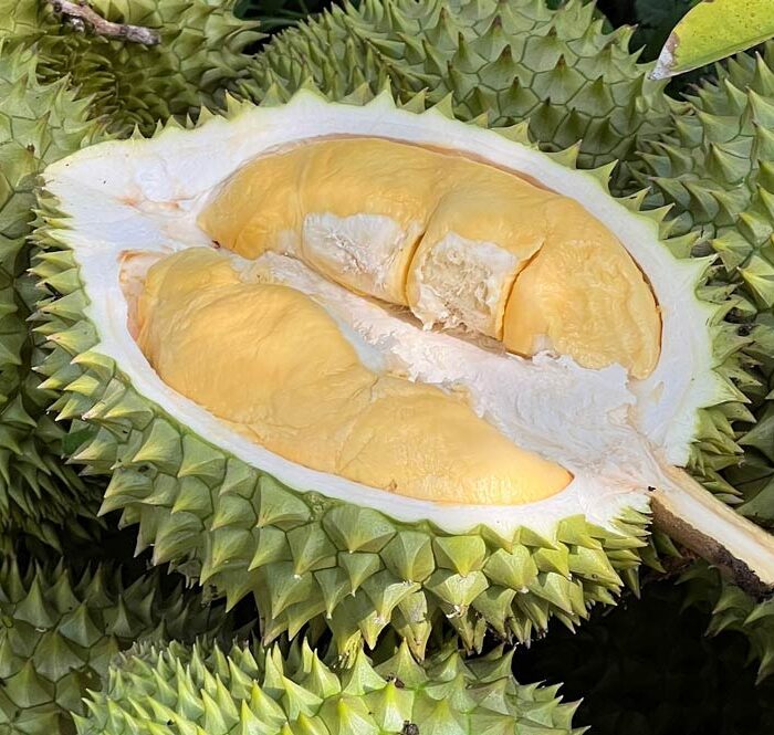 Sầu riêng tại nhà vườn ở miền Tây. Ảnh: Mạnh Khương