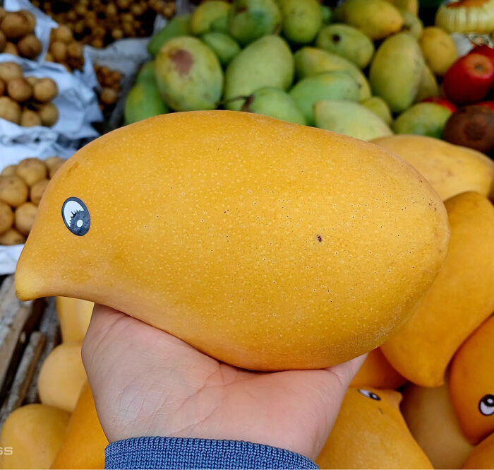 Giống xoài mỏ quạ được bán tại các cửa hàng và chợ truyền thống. Ảnh: Thi Hà