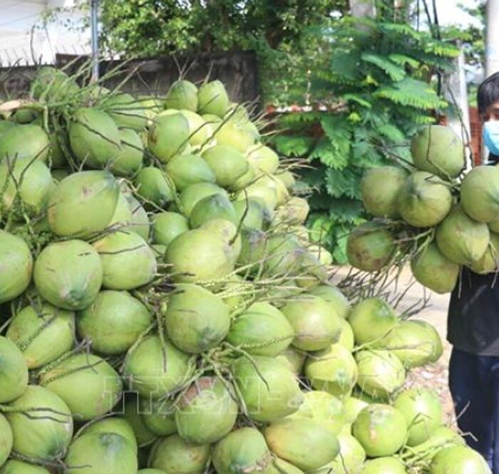 Xuất khẩu rau quả tăng mạnh, trái dừa tươi được kỳ vọng sẽ đột phá