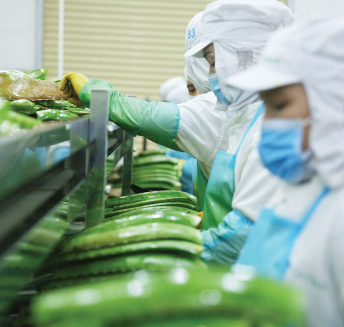 Nhà máy chế biến nha đam tại Ninh Thuận của GC Food. Ảnh: Linh Đan