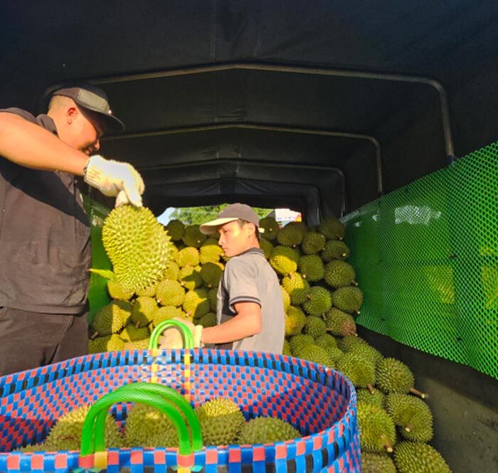 Nhân công chất sầu riêng lên xe tại vựa thu mua ở xã Mỹ Lợi A, trưa 11/11. (Ảnh: Hoàng Nam)
