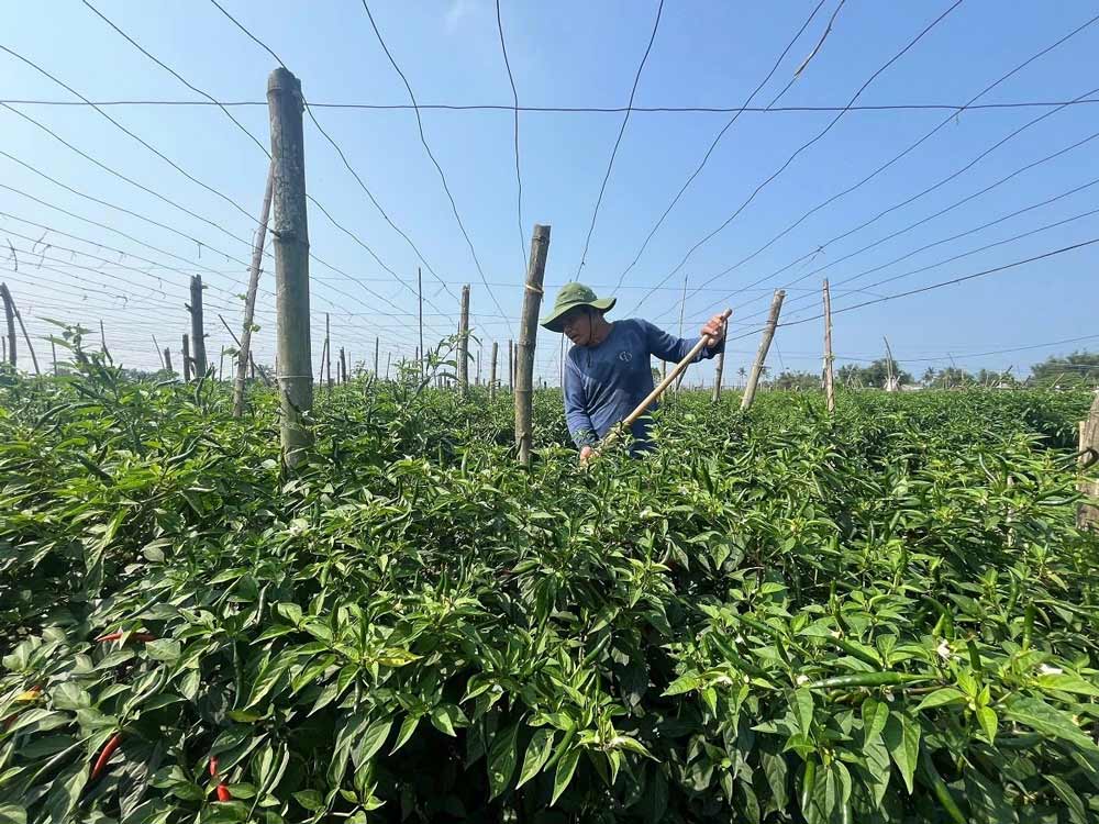 Ông Lê Văn Minh ở xã Nghĩa Hà trong ruộng ớt đang trúng giá. Ảnh: Phạm Linh