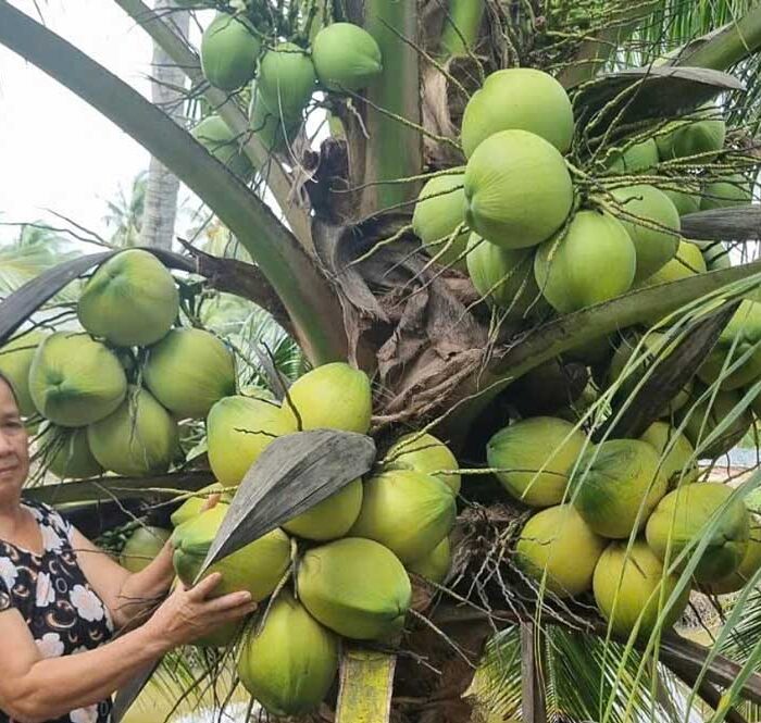 Dừa tươi tại nhà vườn ở Đồng bằng sông Cửu Long. Ảnh: Đăng Khoa