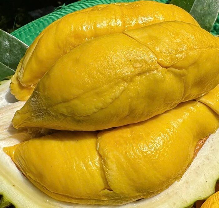 Sầu riêng tại nhà vườn ở Cần Thơ. Ảnh: Mạnh Khương