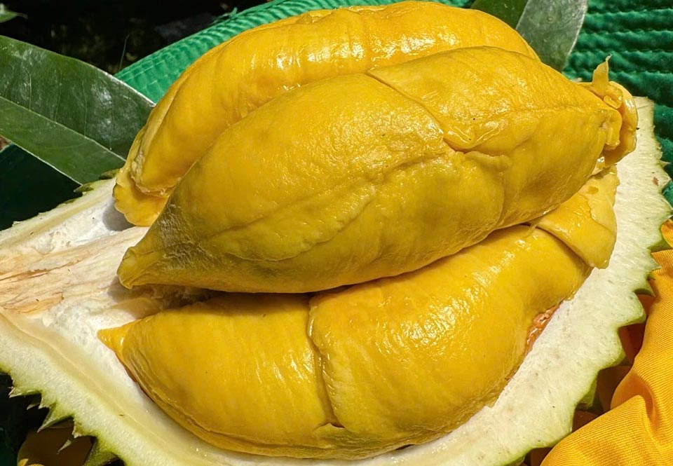 Sầu riêng tại nhà vườn ở Cần Thơ. Ảnh: Mạnh Khương