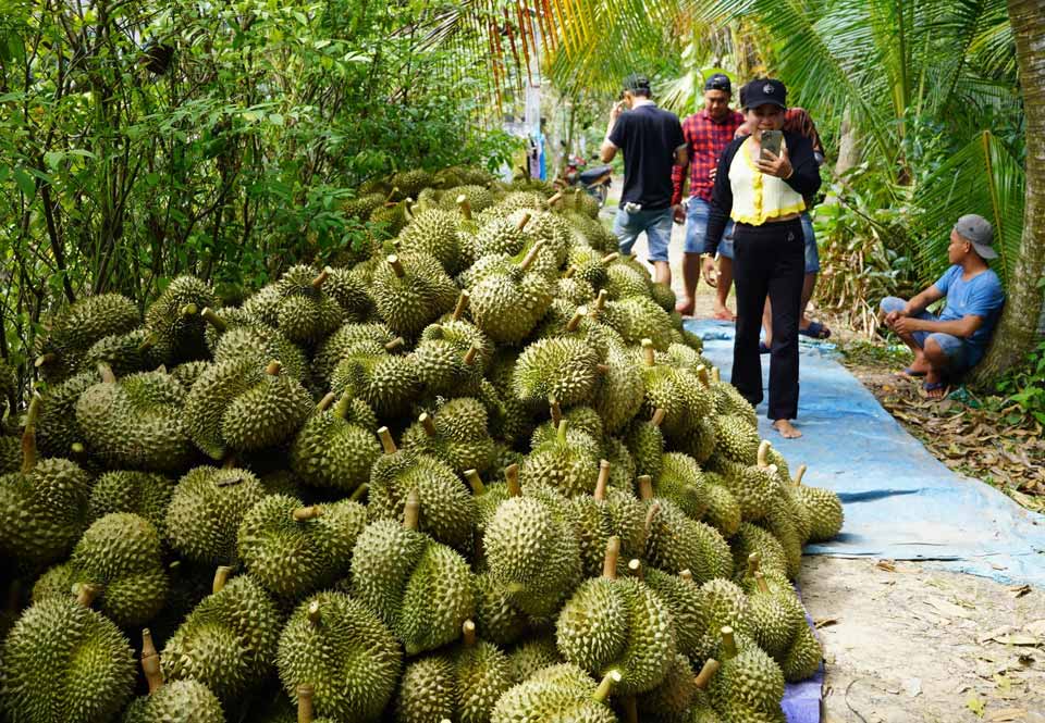 Thu hoạch sầu riêng nghịch vụ tại thị xã Cai Lậy, Tiền Giang cũ. Ảnh: Hoàng Nam