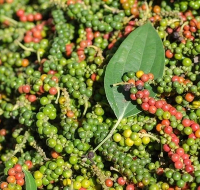 Tiêu được thu hoạch ở nhà vườn Đăk Lăk. Ảnh: VPSA