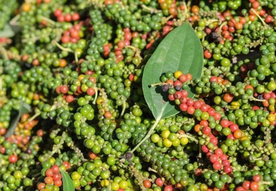 Tiêu được thu hoạch ở nhà vườn Đăk Lăk. Ảnh: VPSA