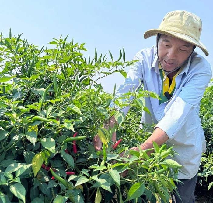 Ông Nguyễn Văn Anh, thu hoạch ớt bên cánh đồng xã An Phú. Ảnh: Phạm Linh