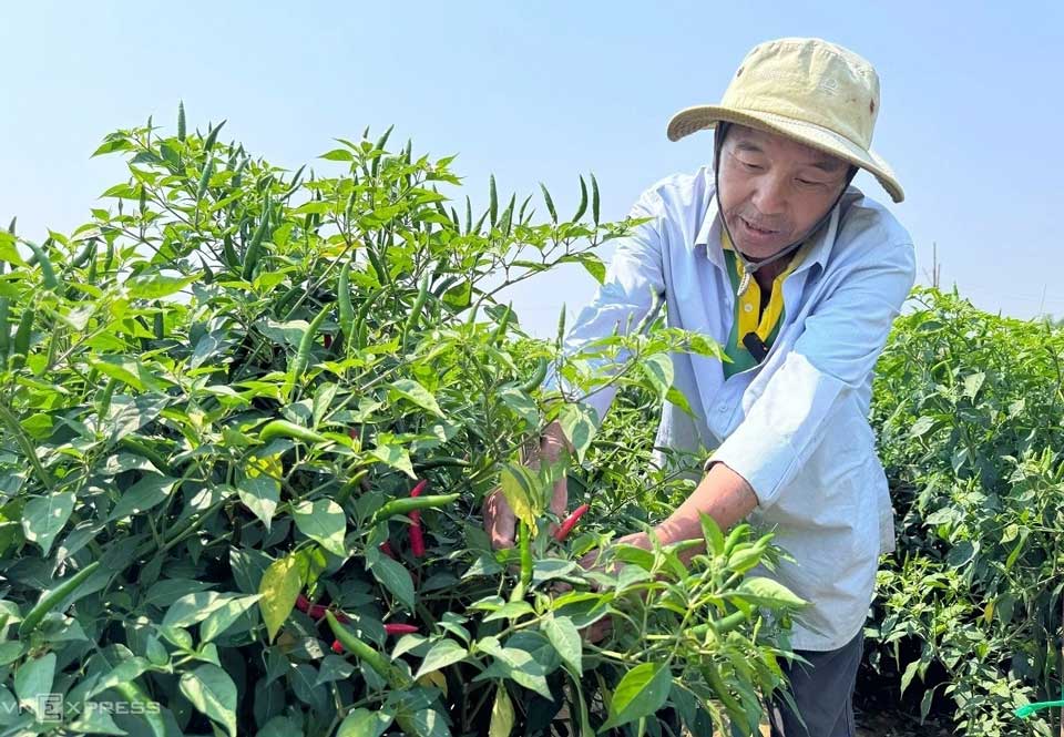 Ông Nguyễn Văn Anh, thu hoạch ớt bên cánh đồng xã An Phú. Ảnh: Phạm Linh