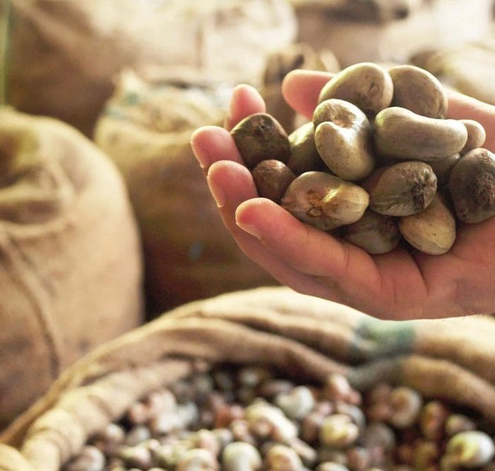 Hạt điều thô được đóng bao tại kho. Ảnh: Vinacas