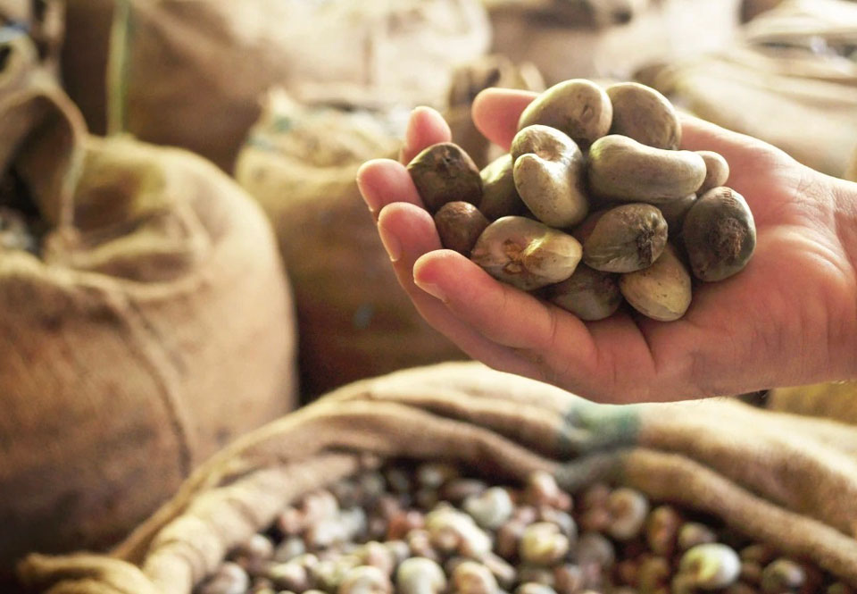 Hạt điều thô được đóng bao tại kho. Ảnh: Vinacas