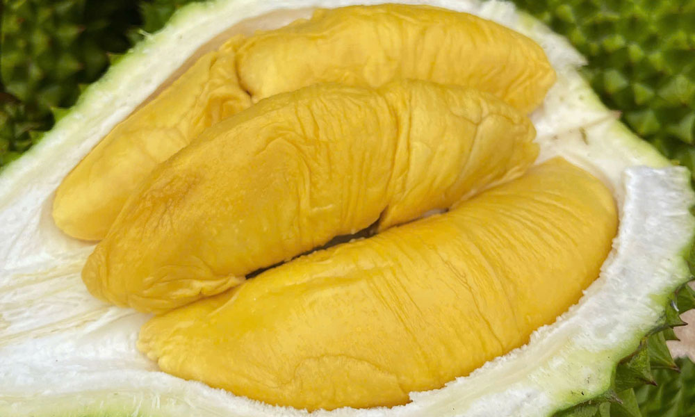 Musang King tại vườn nhà bà Hợp ở Đăk Lăk. Ảnh: Phan Hằng