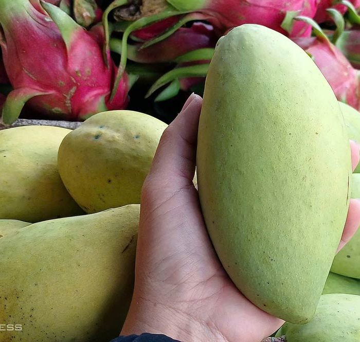 Xoài cát Hòa Lộc loại 2 đang được cửa hàng trên đường Lê Đức Thọ, phường An Hội Đông (TP HCM) bán với giá 120.000 đồng một kg. Ảnh: Thi Hà
