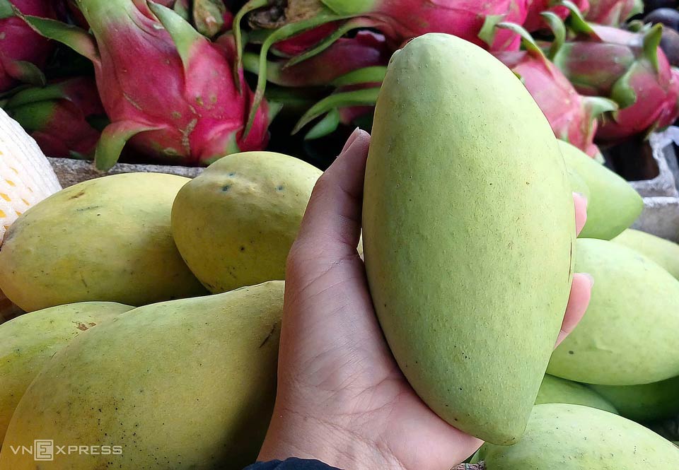 Xoài cát Hòa Lộc loại 2 đang được cửa hàng trên đường Lê Đức Thọ, phường An Hội Đông (TP HCM) bán với giá 120.000 đồng một kg. Ảnh: Thi Hà