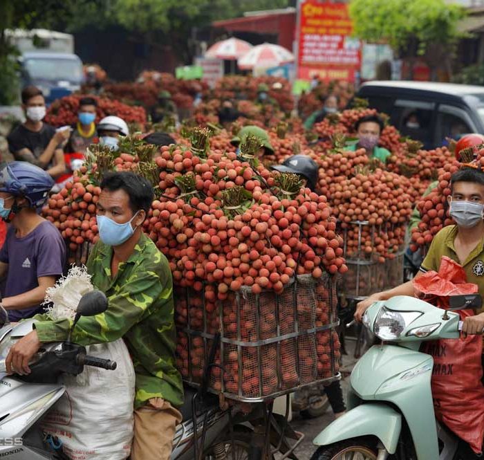 Vải thiều tại Bắc Giang cũ. Ảnh: Ngọc Thành
