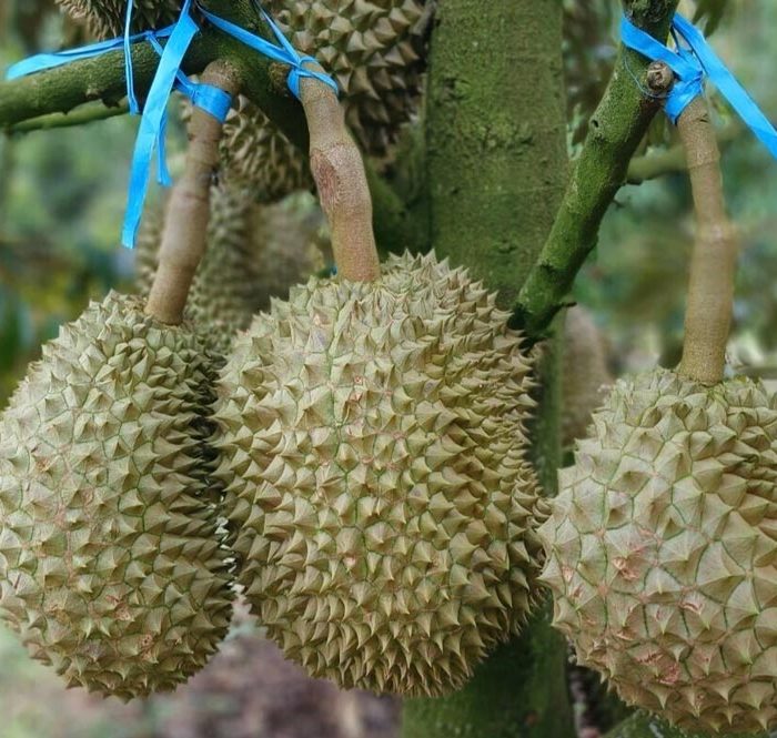 Vườn sầu riêng tại Tây Nguyên. Ảnh: Thi Hà