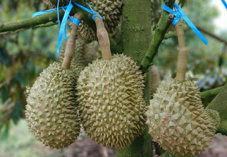 Vườn sầu riêng tại Tây Nguyên. Ảnh: Thi Hà