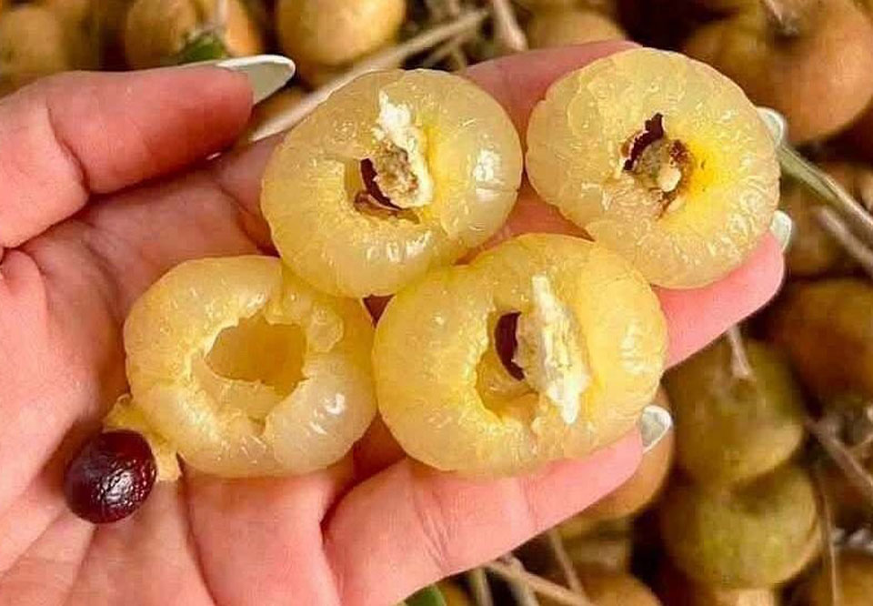 Nhãn bắp cải chỉ còn vài chụ nghìn 1kg
