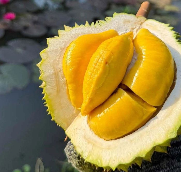 Sầu riêng Musang King tại nhà vườn ở miền Tây. Ảnh: Mạnh Khương