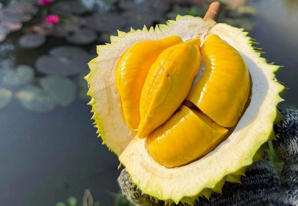 Sầu riêng Musang King tại nhà vườn ở miền Tây. Ảnh: Mạnh Khương